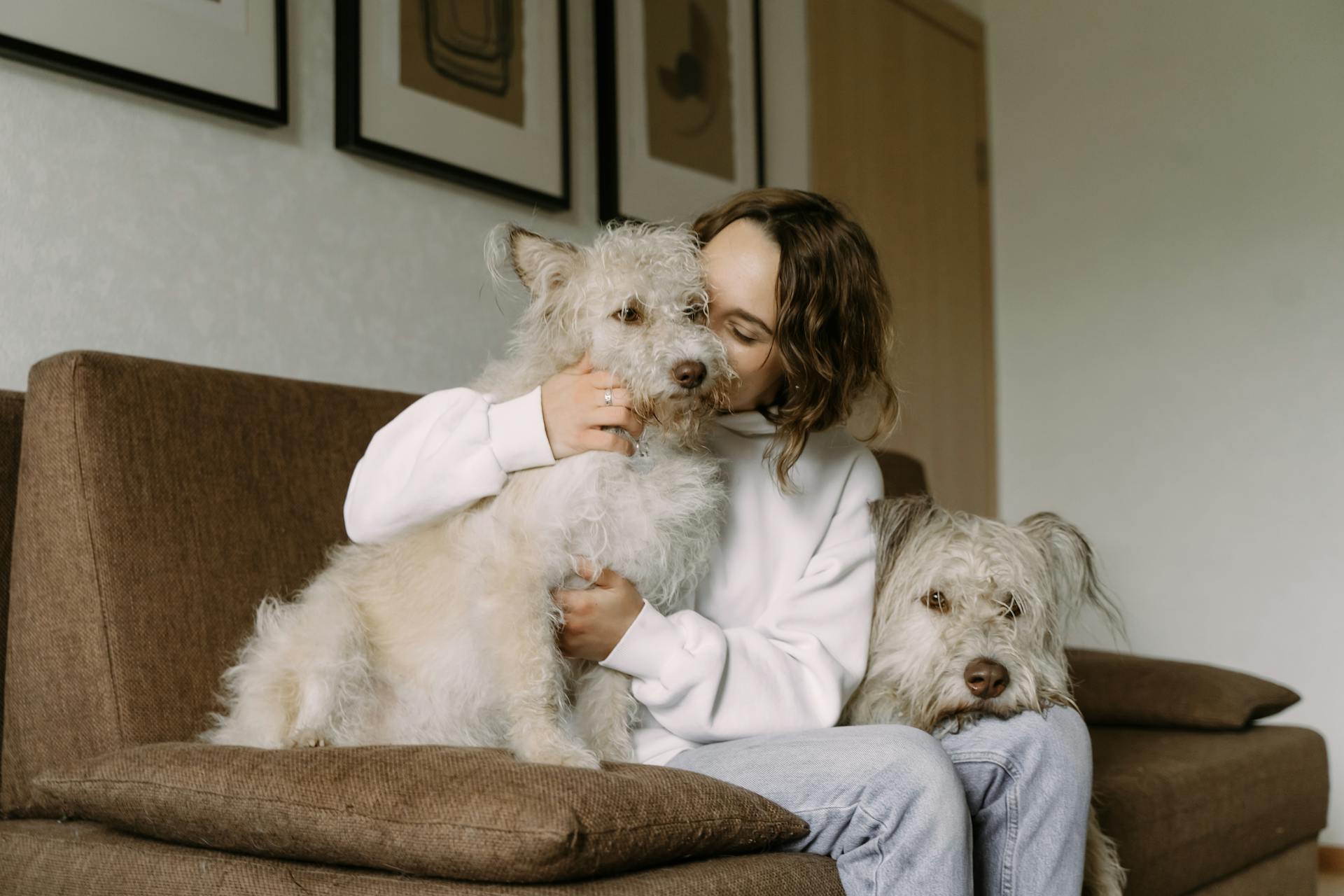 chiens.guide, votre allié pour tout savoir sur les chiens